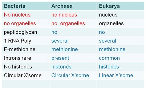 are archaea more similar to bacteria or eukaryotes